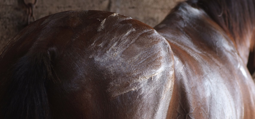 Comment atténuer les courbatures chez le cheval ?