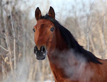 Coup de sang chez les chevaux