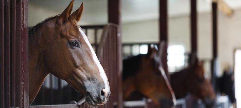 Cinq conseils pour bien nourrir son cheval !