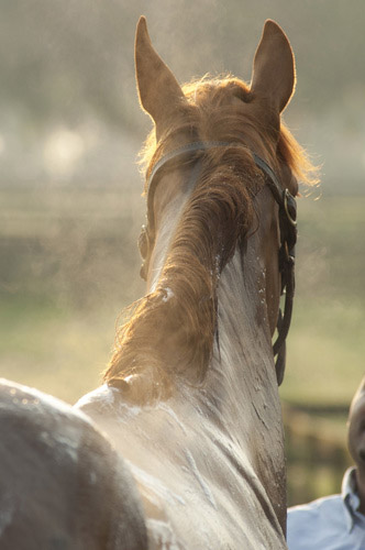 Coup de sang chez les chevaux