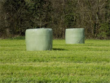 Coup de sang chez les chevaux