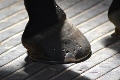 Choix fers pour chevaux