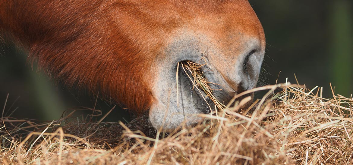 Faire tremper le foin pour le cheval, poney ou âne fourbu