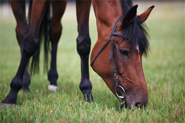 fourbure chevaux