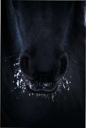 maladies hiver cheval