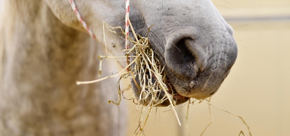 L’intérêt de l’alimentation sans céréales pour un cheval