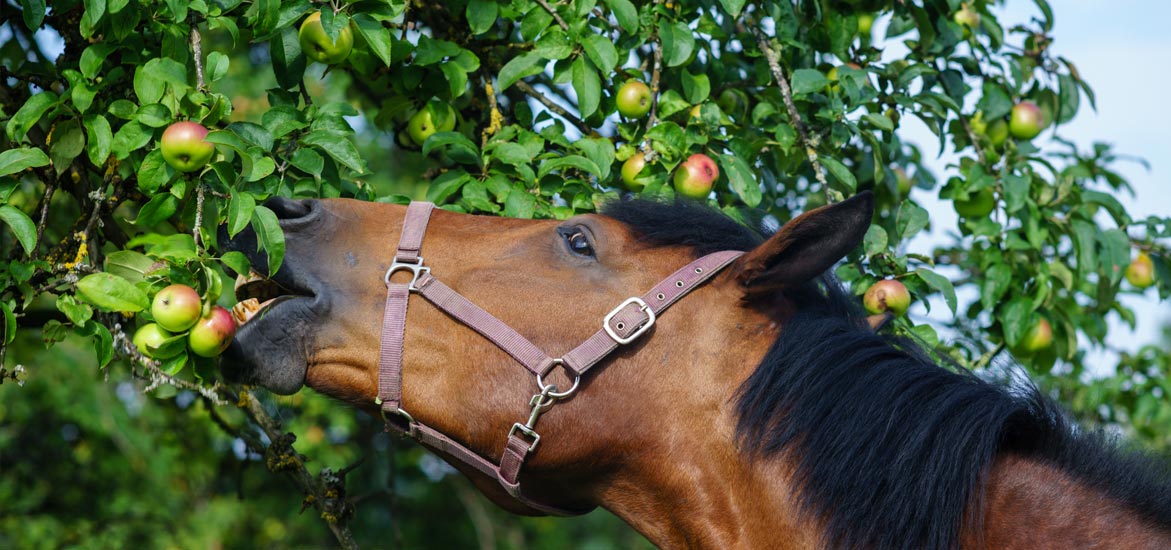 FOCUS NUTRITION EPISODE 1 : Le bouchon œsophagien chez le cheval