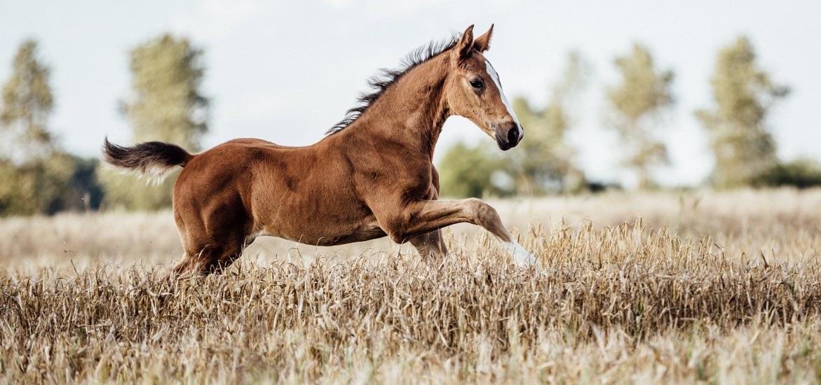 Le microbiote du poulain