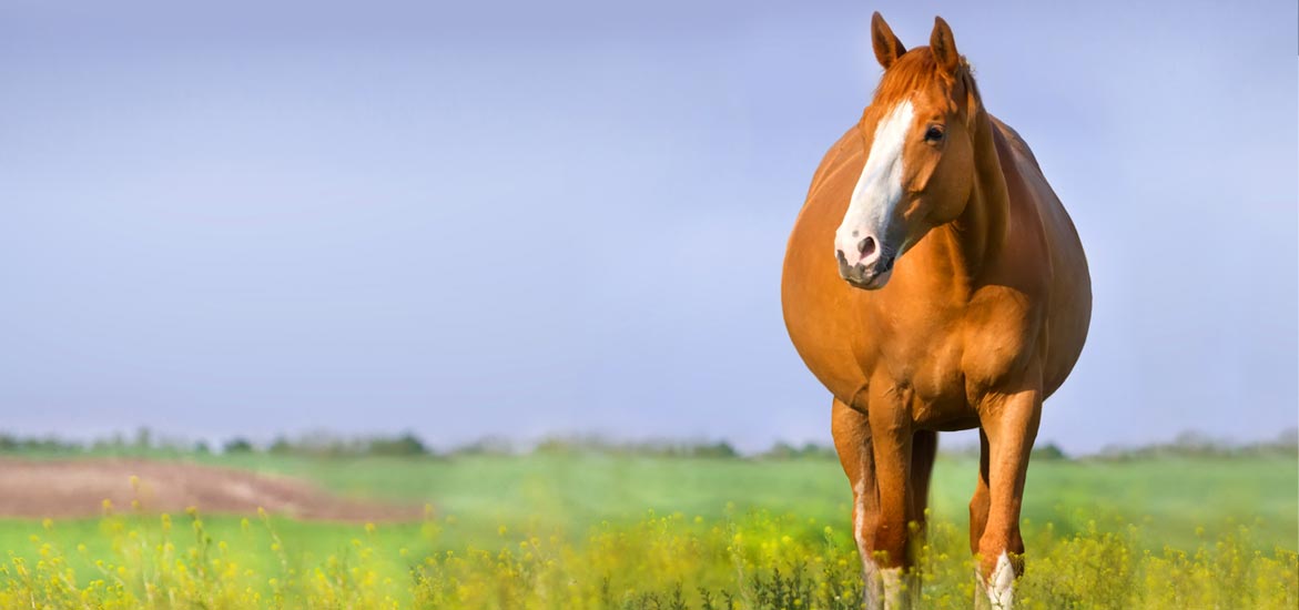 Les problèmes de gestation chez la jument : comment les prévenir ? Les problèmes de gestation chez la jument : comment les prévenir ?