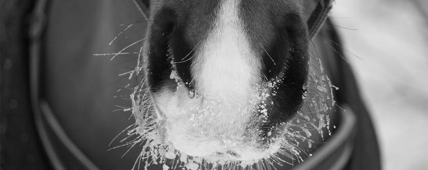 Pathologies respiratoires chez le cheval Pathologies respiratoires chez le cheval