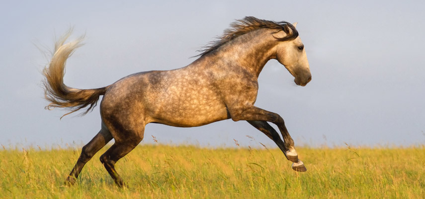 Adapter l’alimentation de son cheval pour éviter la perte d’état.