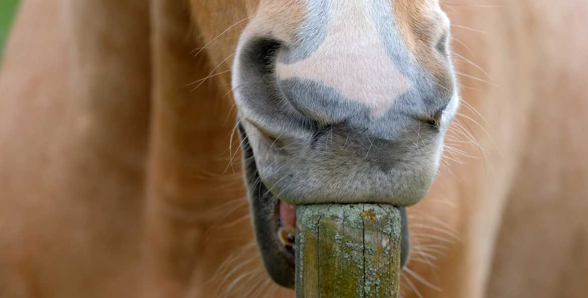 Qu’est ce que les stéréotypies chez le cheval et comment les éviter ?