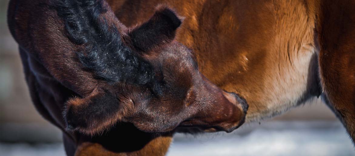 Quelles sont les différences entre les argiles alimentaires pour votre cheval ? 