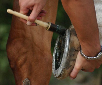 Adapter la ration de cheval atteint d'unlcère 