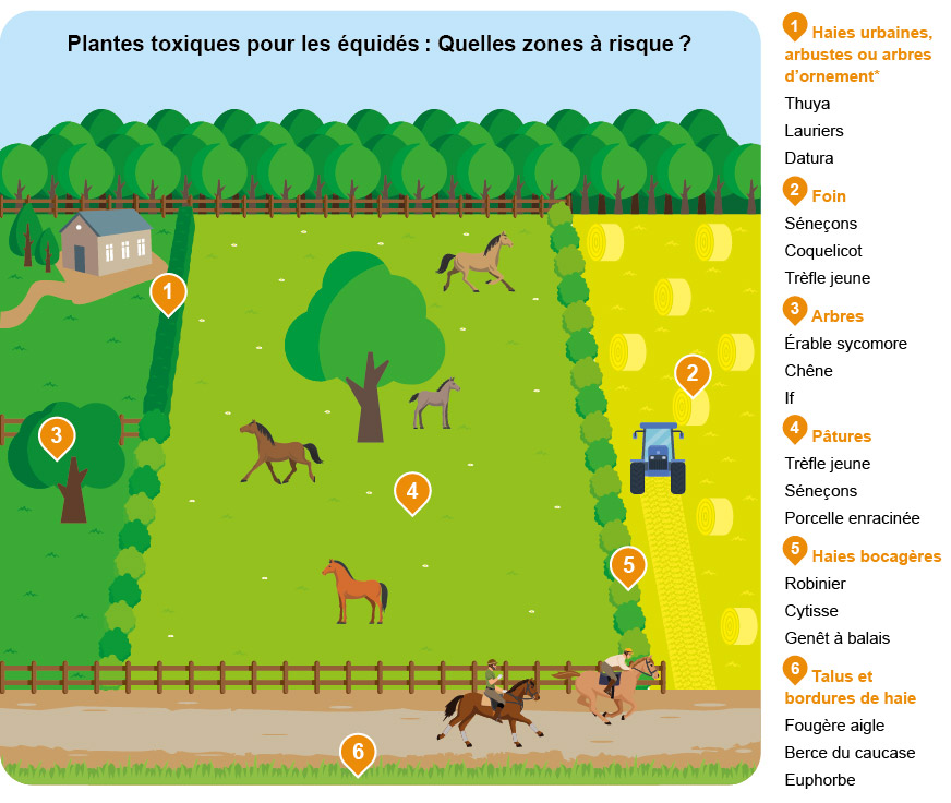 Tout savoir sur les plantes toxiques pour les chevaux