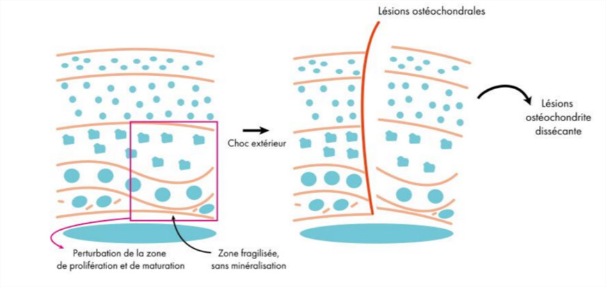 Comment éviter l’ostéochondrose chez le poulain ? 