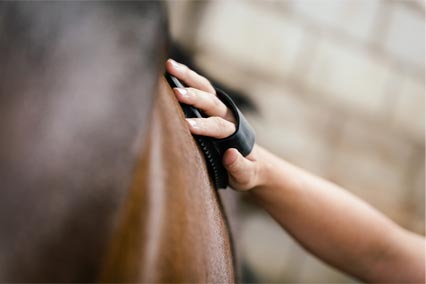 Les différents types d'ulcère chez le cheval