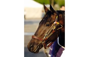 Stableizer - Taille M