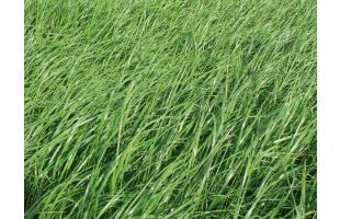 RGI non alternatif diploïde Cocar - 10kg