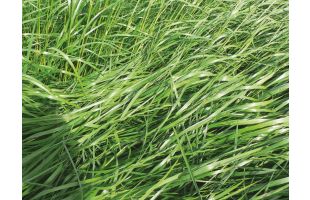 RGI non alternatif tétraploïde Carital - 10kg