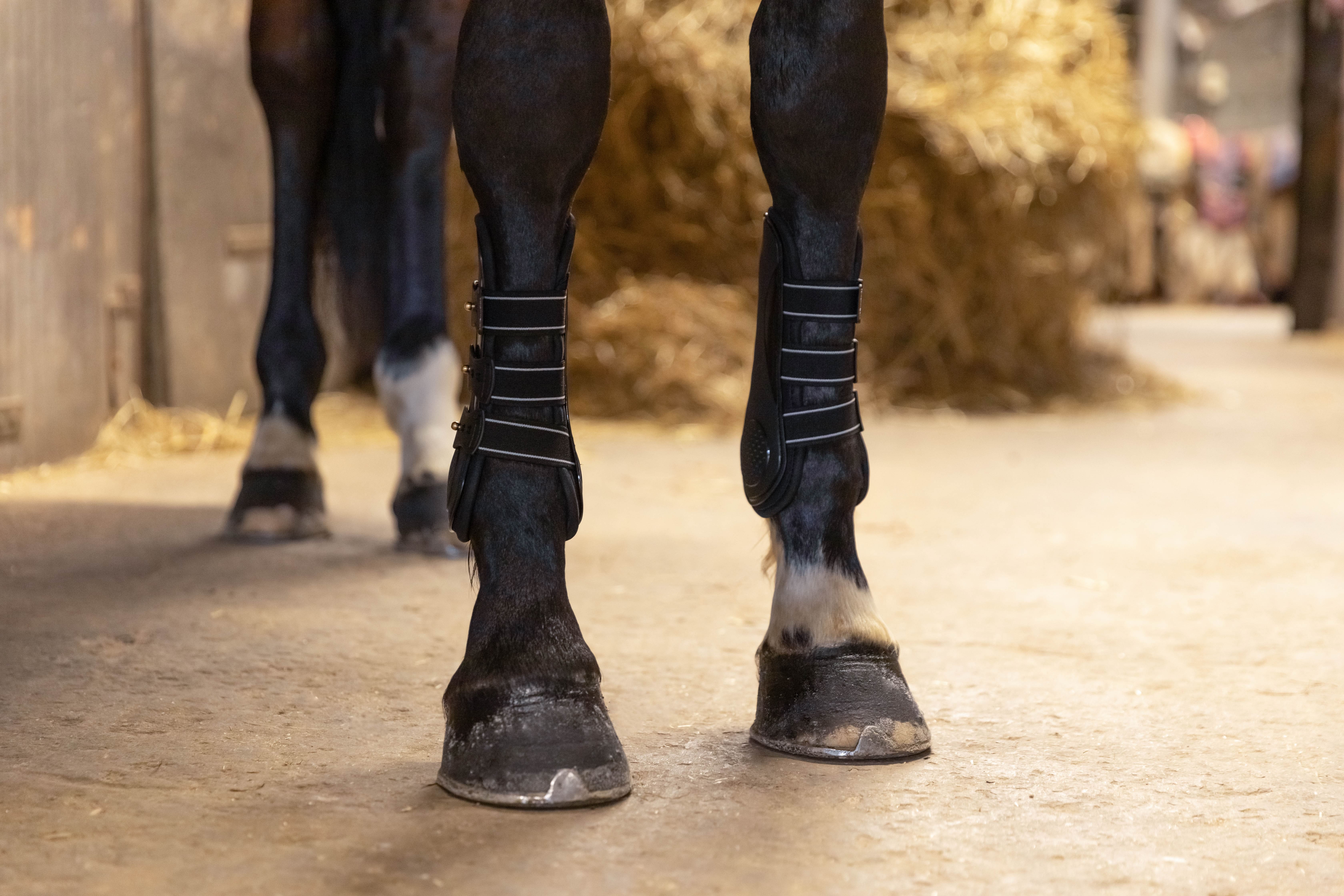 Tares molles chez le cheval : comprendre, prévenir et soulager
