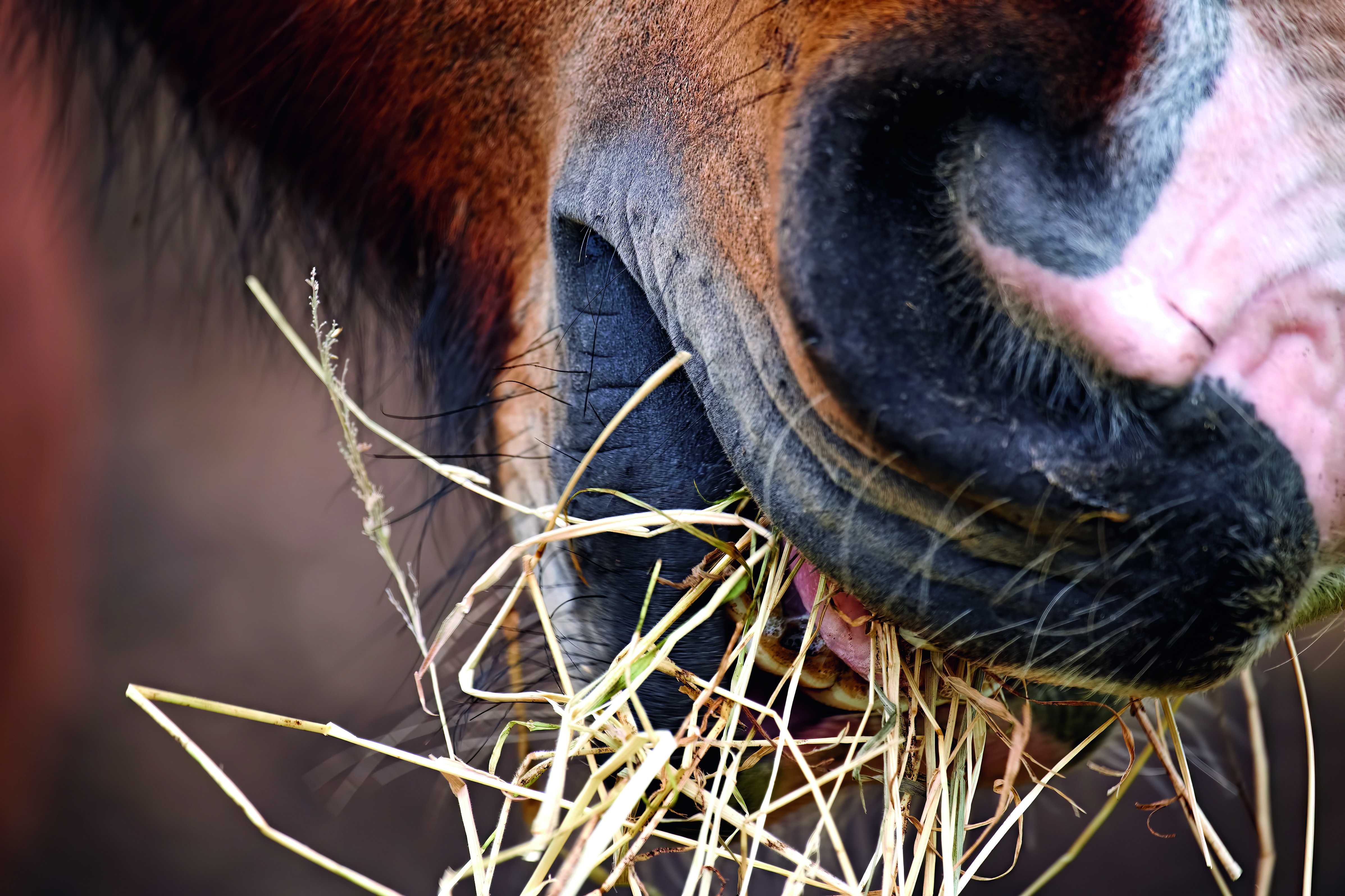 Que nous disent les foins de l’année 2025 ?