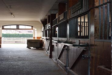 Allergie respiratoire : comment le nourrir ?