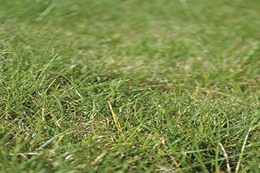 Fertiliser les pâtures : comment faire ?