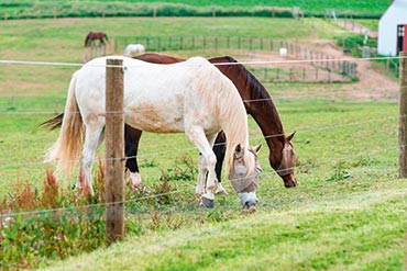 Comment reconnaître la maladie de Cushing chez le cheval ?
