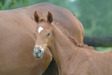 La vie d’un nouveau-né …