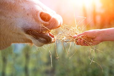Quels sont les différents types d’ulcères gastriques chez le cheval et comment les réduire ? 