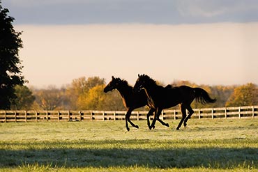 Manger : un réconfort après la fuite !