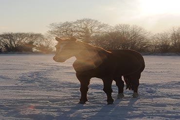 Les précautions à prendre pour nourrir en hiver