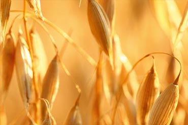 Alimentation : Qu’est-ce qu’un grain floconné ?