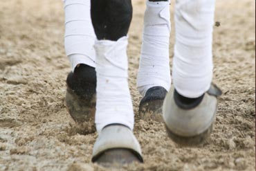 Choisir les bandes de son cheval