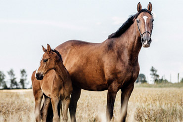 Comment éviter l’ostéochondrose chez le poulain ?
