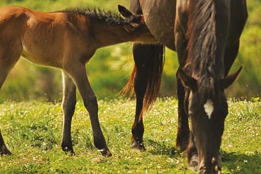 Comment réussir le sevrage de mon poulain ?