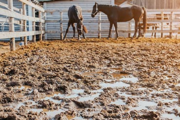Gale de boue / dermatophilose : LA maladie cutanée de l’hiver
