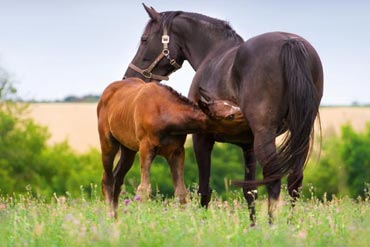 Gestion post-poulinage : la conduite du colostrum et le développement du poulain
