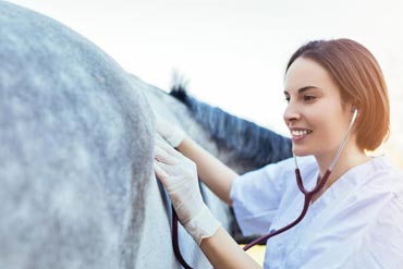 Grippe, gourme, rhinopneumonie … comment protéger mes chevaux ?