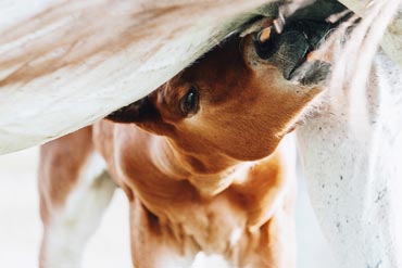 Le colostrum du poulain : pourquoi est-il si important ?