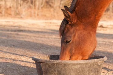 Le mash : quel intérêt pour mon cheval et comment le choisir?