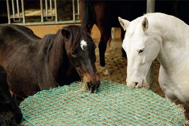 Le slow feeding augmente-t-il les tensions musculaires ? 