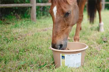 Les minéraux : pourquoi sont-ils si importants pour mon cheval ?
