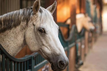 Maladies respiratoires chez le cheval : agir sur l’environnement pour limiter les risques