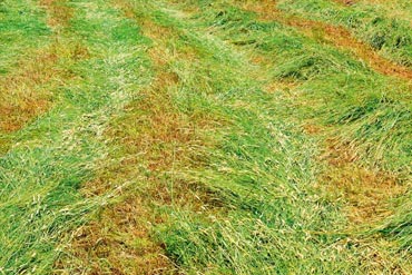 Optimisez votre gestion stratégique des fourrages à travers quelques points clés