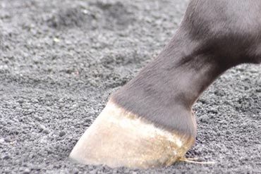 Les astuces pour reposer les tendons après l’effort 