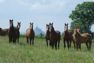 Le sevrage du poulain