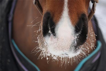 Abreuvoir automatique : Quelles sont les solutions contre le gel ?