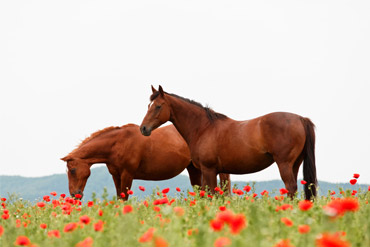 Tout savoir sur les plantes toxiques pour les chevaux